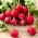 Radish Salsa F1 - runde røde røtter - 