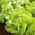Testa di lattuga Milly - Elena - 