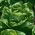 Butterhead-sallad Chance - odling i växthus -  