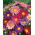 Enkelbloemige astersoortenmix - 