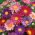 Enkelbloemige astersoortenmix - 