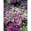 Swan River Daisy - un mélange de variétés pour parterres de fleurs et balcon - 