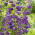 Mariaklocka - blå - Campanula medium - Tvåårig blomning för rabatter och buketter - Färska frön