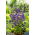 Mariaklocka - blå - Campanula medium - Tvåårig blomning för rabatter och buketter - Färska frön