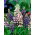 Lupin d&#39;été Pixie Delight - annuel; lupin occidental - 