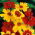 Plains coreopsis - variëteitmix; tuin tickseed, golden tickseed, calliopsis - 