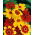 Plains coreopsis - variëteitmix; tuin tickseed, golden tickseed, calliopsis - 