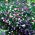 Lobelia Cascade - campuran pelbagai - 