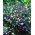 Lobelia Cascade - campuran pelbagai - 