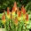 Tritoma, Red Hot Poker - Kniphofia uvaria - Striking Torch-Like Blooms in Fiery Colours - Fresh Seeds
