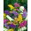 Statice sinuata - Miscuglio - Limonium sinuatum - Perfetta per bouquet secchi - Semi Freschi