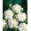 Cravo branco "Grenadin"; cravo rosa - 