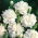 Cravo branco "Grenadin"; cravo rosa - 