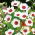 Flowering flax - white with a red eye; red flax, scarlet flax, crimson flax