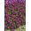 Sweet alyssum - donkerpaarse bloemen; lieve alison - 