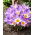 Crocus de Sieber 'Tricolor' - ¡Paquete XXXL! - 500 piezas; Azafrán de Creta, azafrán de nieve