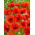 Kornvallmo - röd - Papaver rhoeas - Ikonisk vildblomma som skapar naturlig trädgårdsmagi - Färska frön