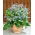 Hạt giống lưu ly - Borago officinalis - 120 hạt