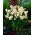 Dobbelt duftende påskelilje, narcissus - 'Bridal Crown' - stor pakke - 50 stk.