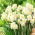 Jonquille parfumee double, narcisse - 'Gaiete' - grand paquet - 50 pcs