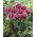 Fringe (Crispa) tulipano - 'Mascotte' - confezione grande - 50 pz