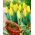 Tulipan 'Mini Star' - stor pakke - 50 stk.