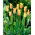 Tulip 'Mona Lisa' - large package - 50 pcs