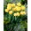 Tulip 'Montreux' - large package - 50 pcs