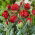 Double tulip 'Rococo Double' - large package - 50 pcs
