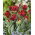 Double tulip 'Rococo Double' - large package - 50 pcs