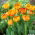 Tulip 'Sunlover' - large package - 50 pcs