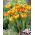 Tulip 'Sunlover' - large package - 50 pcs