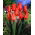 Tulip 'Temple of Beauty' - large package - 50 pcs