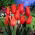 Tulip 'Temple of Beauty' - large package - 50 pcs