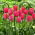 Tulip 'Van Eijk' - ¡Paquete XXXL! - 250 piezas