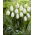 Tulip 'White Prince' - paquete grande - 50 piezas