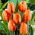 Tulp Oranje - XXXL pakket! - 250 stuks - 