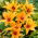 Tulip 'Praestans Shogun' - large package - 50 pcs