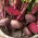 Red beetroot Egyptian - flattened, discus shaped roots - SEED TAPE WITH HYDROGEL
