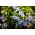 Ipheion - starflower - Uniflorum - XXXL package! - 500 pcs; spring starflower