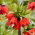 Couronne rouge imperiale - paquet XXXL! - 50 pieces; fritillaire imperiale, couronne de Kaiser