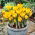 Crocus 'Golden Yellow' - Confezione XXXL! - 500 pz