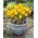 Crocus 'Golden Yellow' - Confezione XXXL! - 500 pz