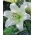 Lirio de árbol - Pretty Women - Paquete XXXL! - 50 pcs