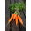 Havuç "Berlikumer 2 - Mükemmellik" - NANO-GRO - hasat hacmini% 30 artırır - 