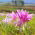 Crocus d'automne 'The Giant' - grand paquet - 10 pieces; safran des pres, femme nue