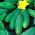 Field cucumber Reja F1 - SEED TAPE WITH FERTILIZER