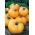 Tomate "Jantar" - NANO-GRO - aumenta o volume da colheita em 30% - 