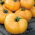 Tomate "Jantar" - NANO-GRO - aumenta o volume da colheita em 30% - 