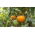 Tomate "Jantar" - NANO-GRO - aumenta o volume da colheita em 30% - 